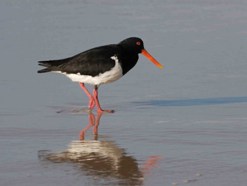 Oyster Catcher wading in the waters of the Coorong