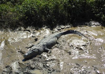 Crocodile Cruise near Darwin