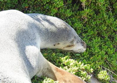 Kangaroo Island Seals