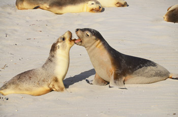 Seal Bay Tour on Kangaroo Island