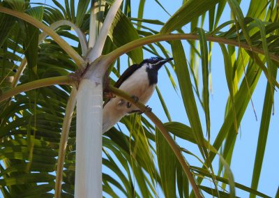 Bird Watching in the Kimberley